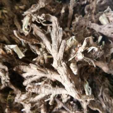 石菖蒲统货纯野生非人工种植野生货源，药用价值高
