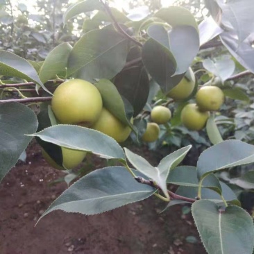 皇冠梨量大