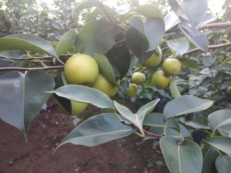 皇冠梨量大