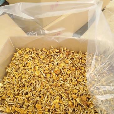 滑子菇食之美味，观之以色