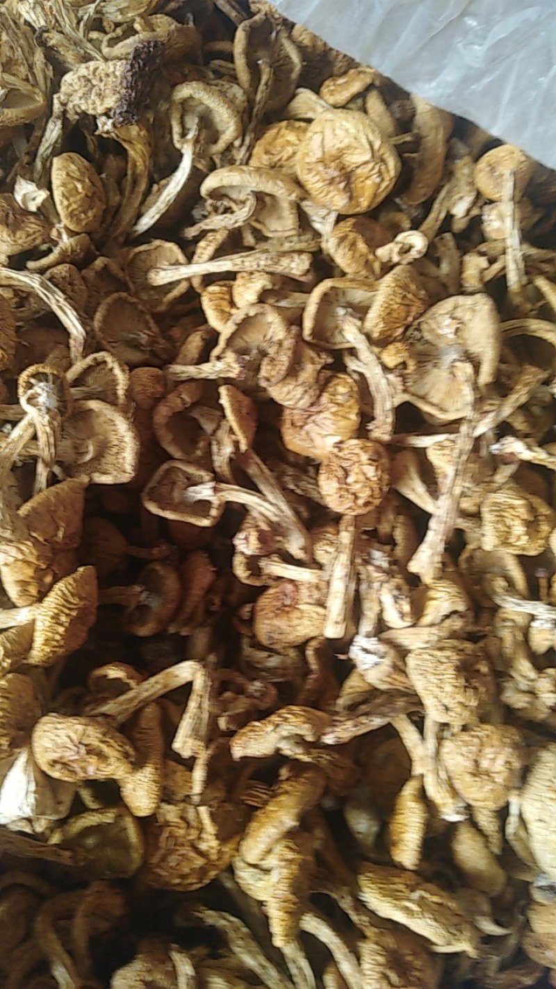 滑子菇食之美味，观之以色