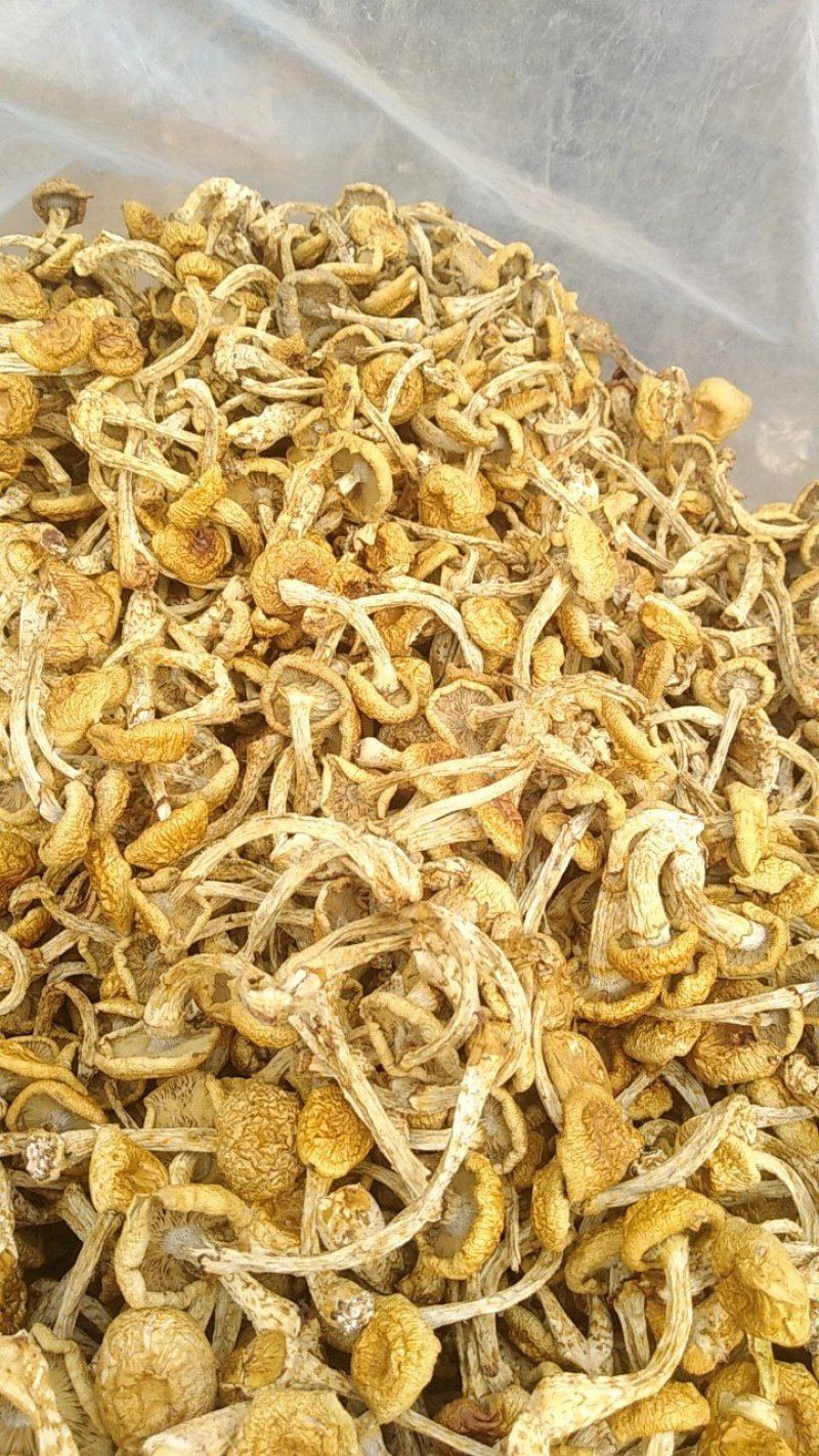 滑子菇食之美味，观之以色