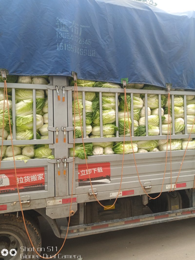 河北定州蔬菜基地黄心白菜大量上市
