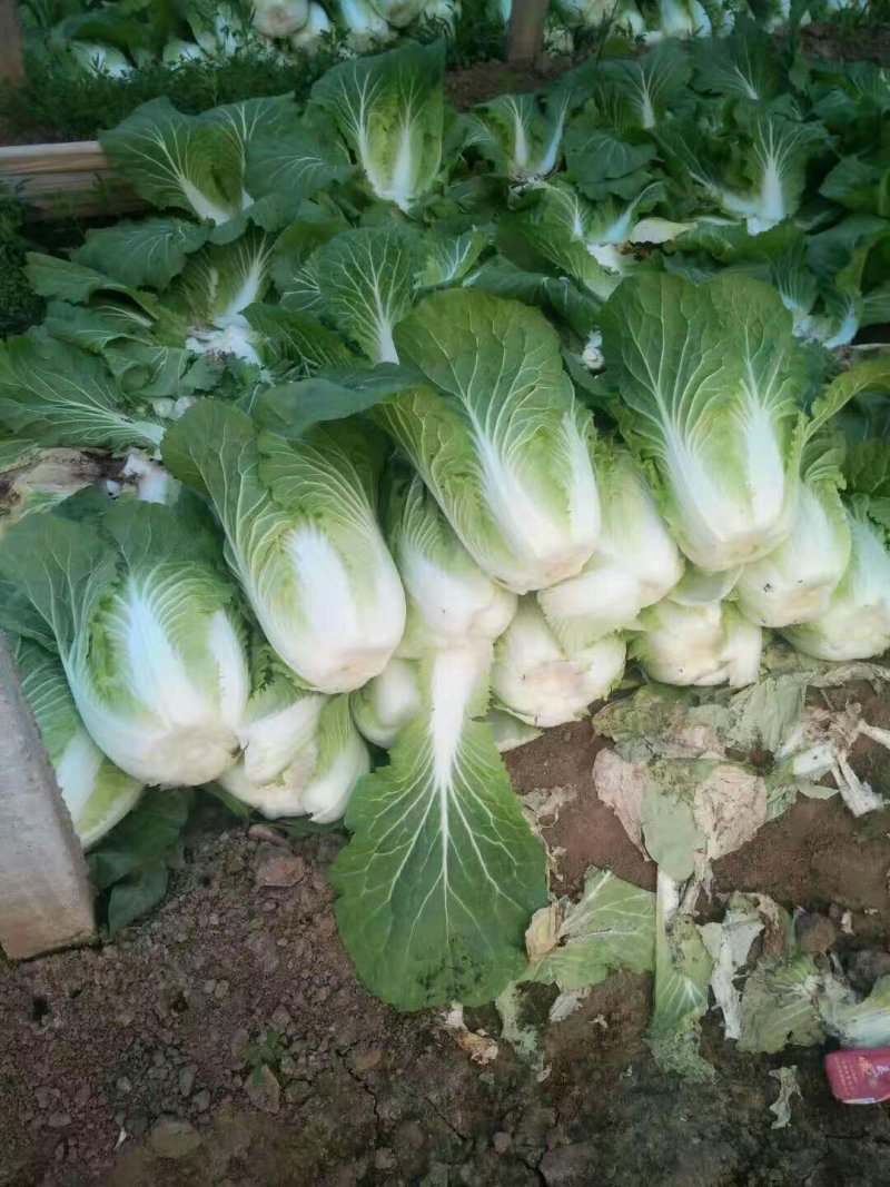 河北定州黄心白菜大量上市