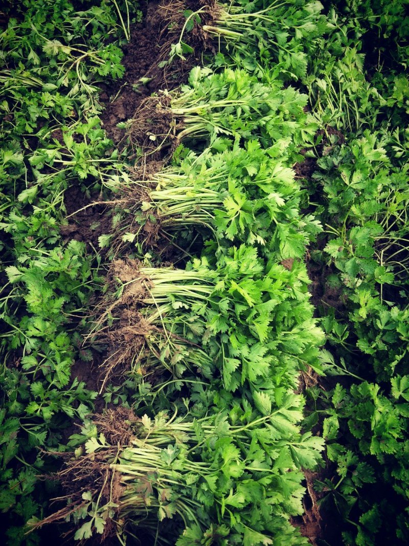 山东优质皇后芹菜苗，西芹苗自有基地芹菜苗专车送货上门