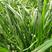 黑麦草种子优质牧草种子籽一级包发芽95%以上量大批发