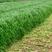 黑麦草种子优质牧草种子籽一级包发芽95%以上量大批发