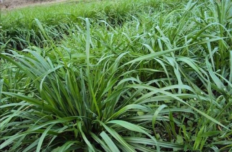 黑麦草种子优质牧草种子籽一级包发芽95%以上量大批发