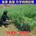 黑麦草种子优质牧草种子籽一级包发芽95%以上量大批发