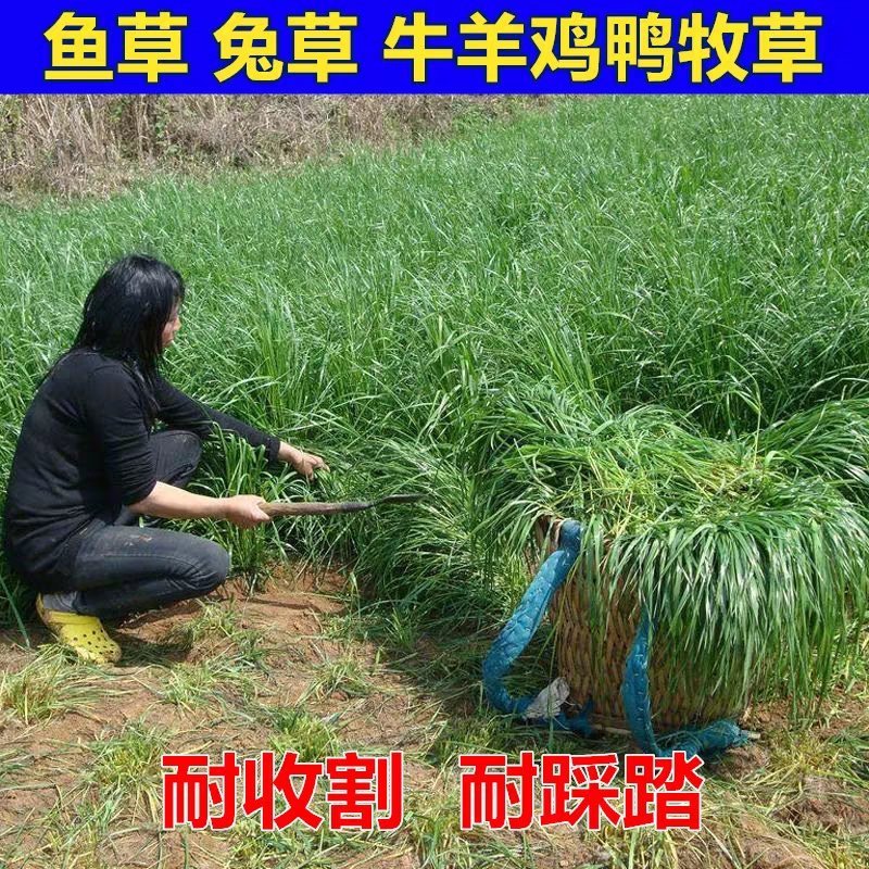 黑麦草种子优质牧草种子籽一级包发芽95%以上量大批发