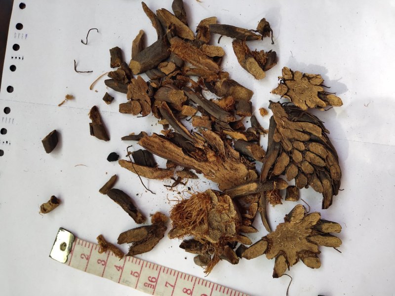 贯众统货看规格下单绵贯众一件代发1000克起