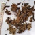 贯众统货看规格下单绵贯众一件代发1000克起