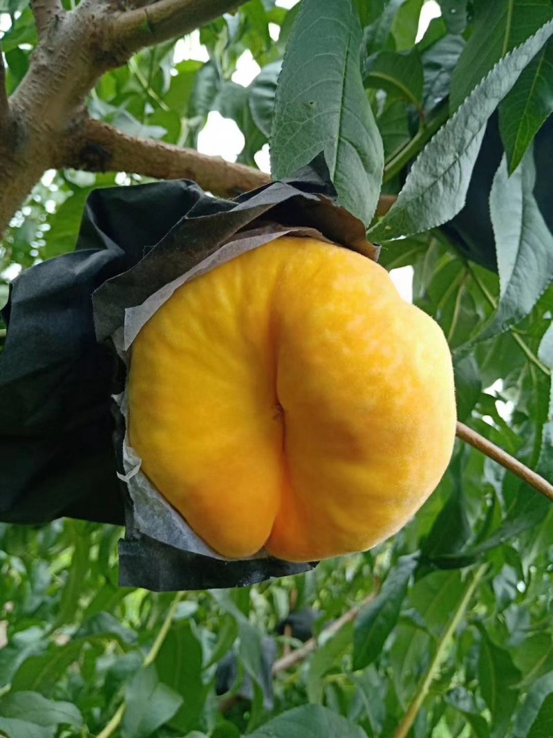 黄金蟠桃
