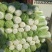 河北定州大量供应北京新三号白菜