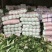 河北定州大量供应北京新三号白菜