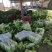 河北定州大量供应北京新三号白菜