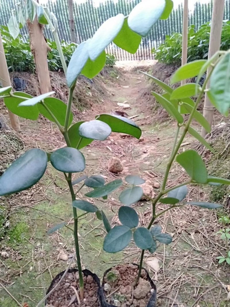 山豆根（苦参）种子