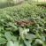 山豆根（苦参）种子