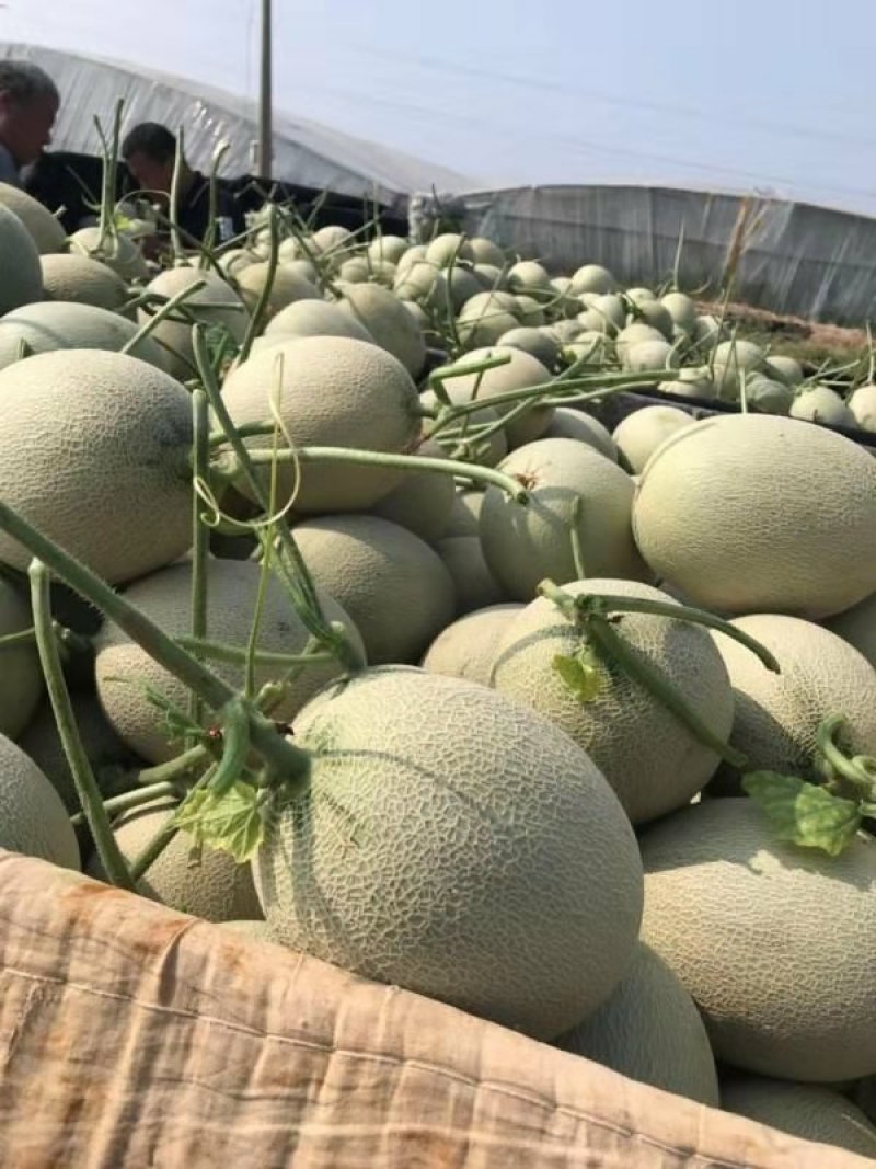 山东潍坊网纹系列哈密瓜大量上市产地直发量大从优，