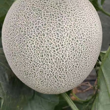 山东潍坊网纹系列哈密瓜大量上市产地直发量大从优，