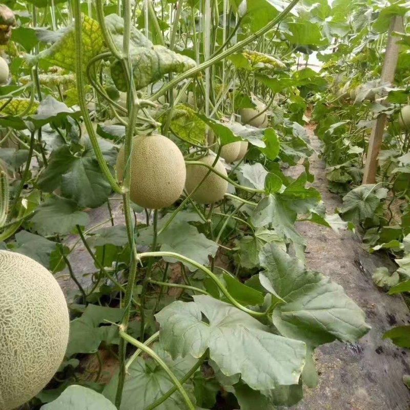 山东潍坊网纹系列哈密瓜大量上市产地直发量大从优，