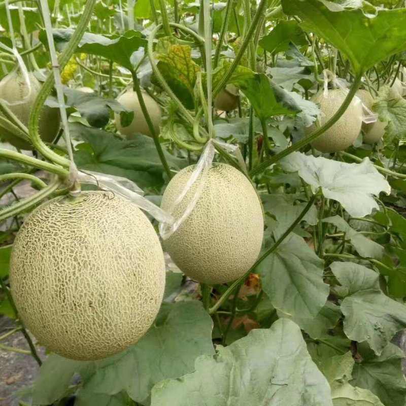 山东潍坊网纹系列哈密瓜大量上市产地直发量大从优，