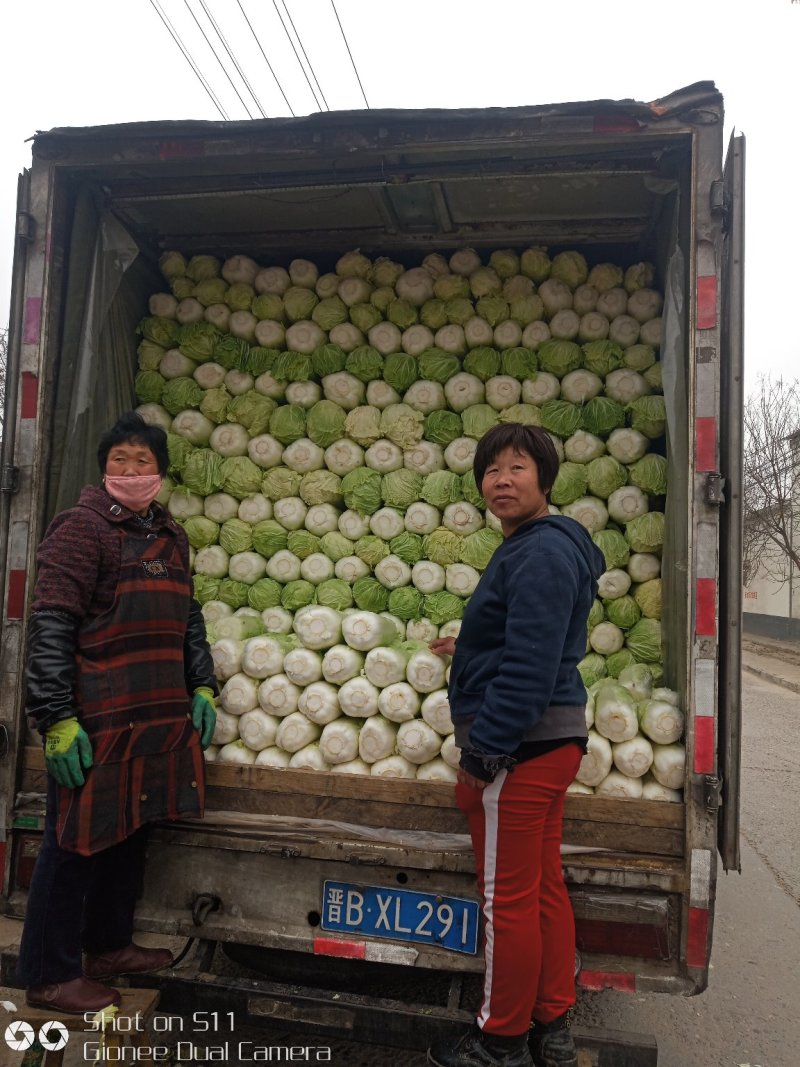 河北定州大量供应北京新三号大白菜