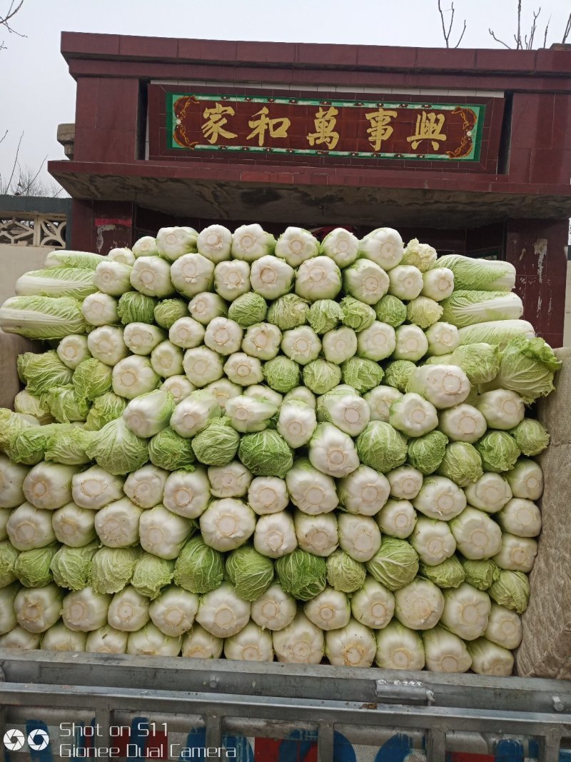 河北定州大量供应北京新三号大白菜