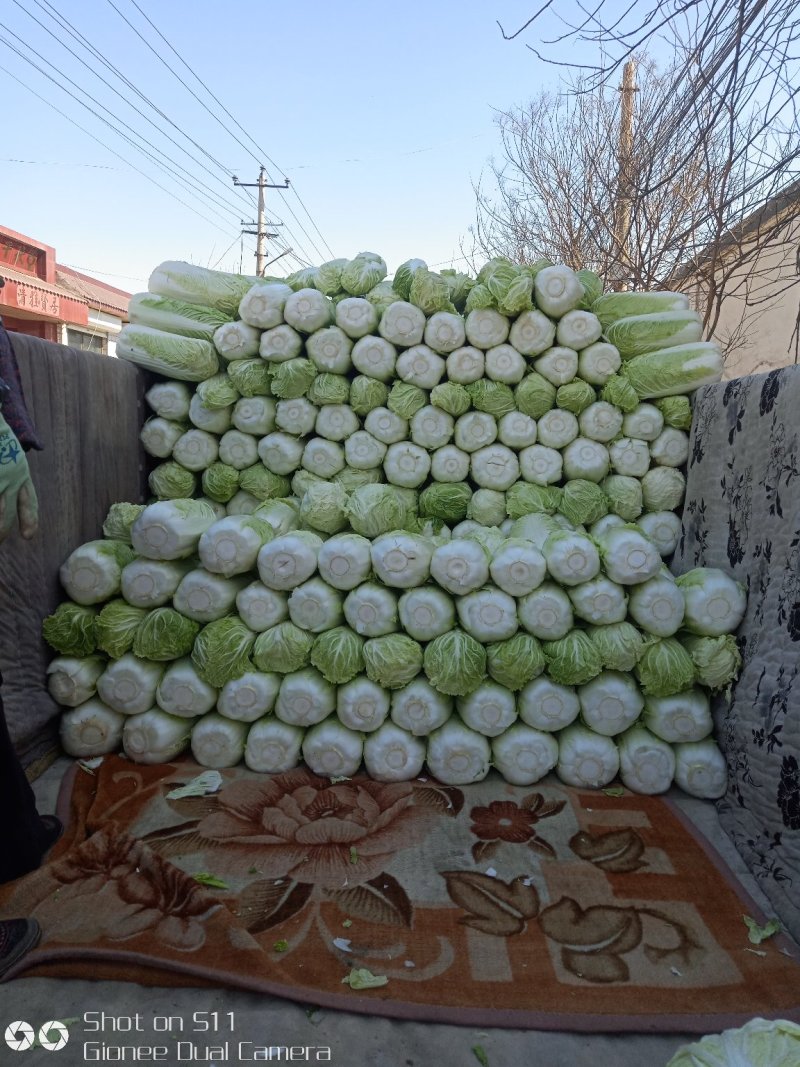 河北定州大量供应北京新三号大白菜