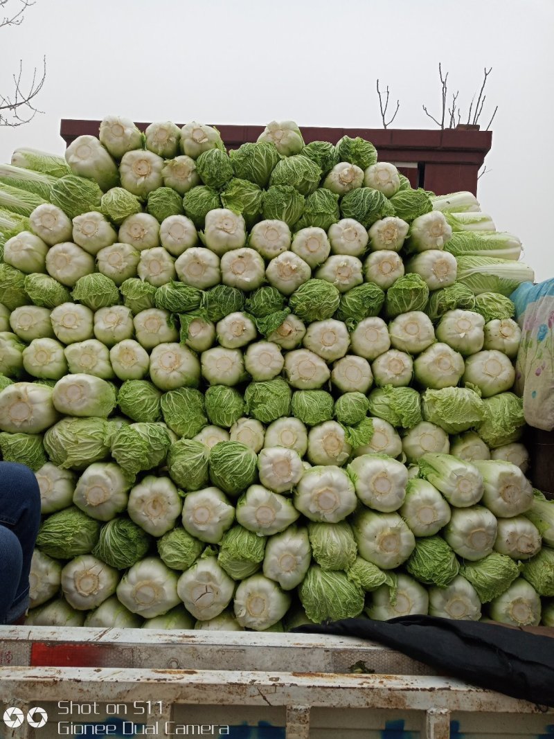 河北定州大量供应北京新三号大白菜