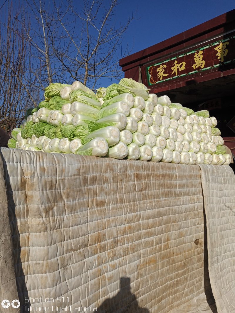河北定州大量供应北京新三号大白菜