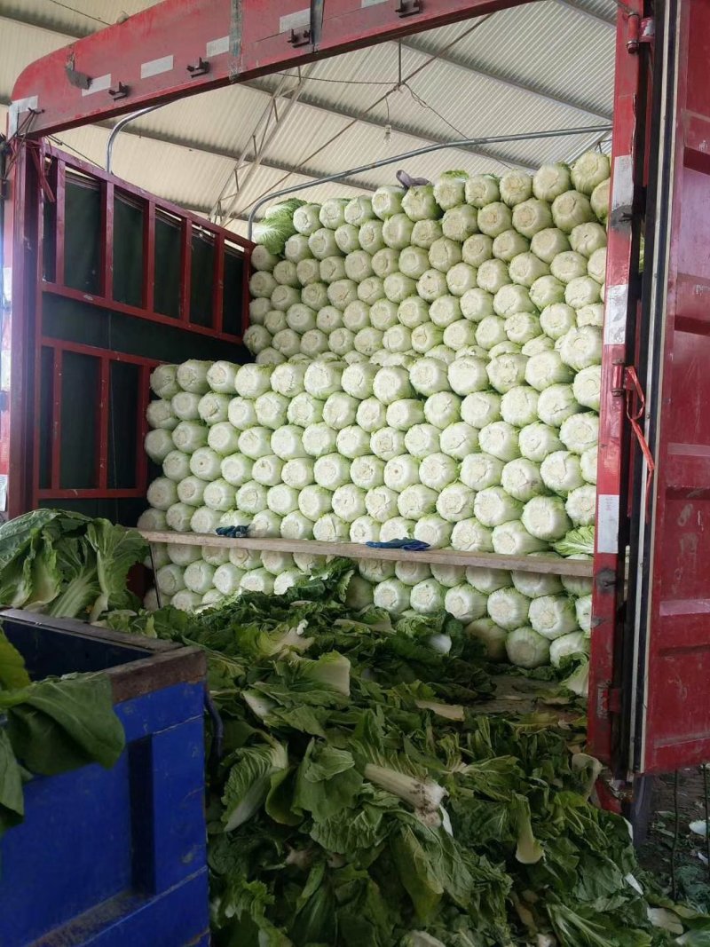河北定州黄心白菜大量上市