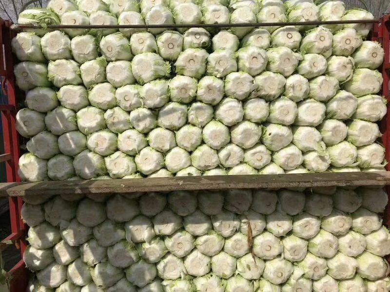 河北定州黄心白菜大量上市