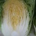 河北定州黄心白菜大量上市