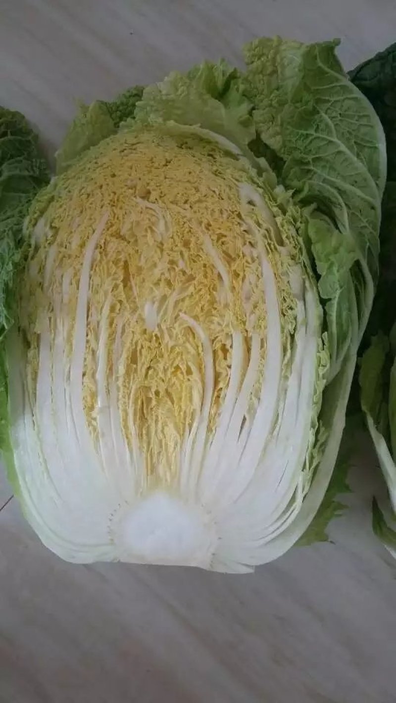 河北定州黄心白菜大量上市