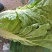河北定州黄心白菜大量上市