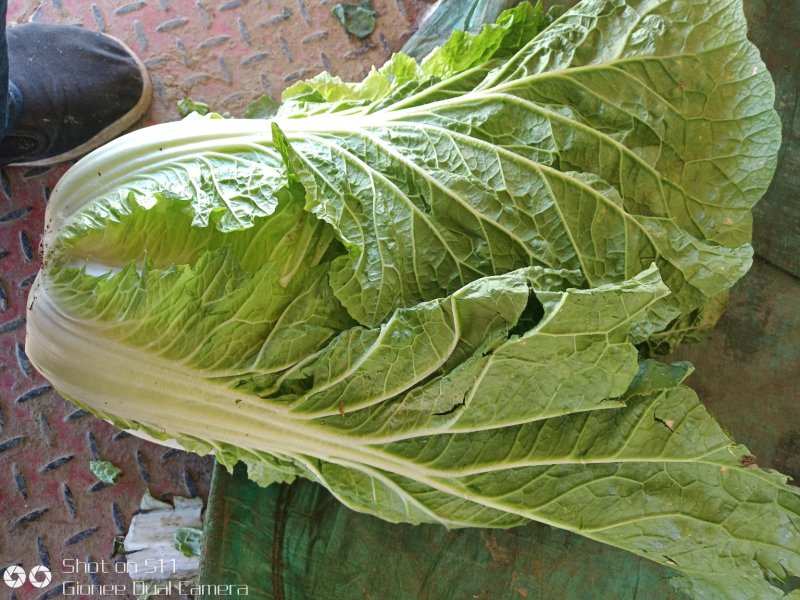 河北定州黄心白菜大量上市