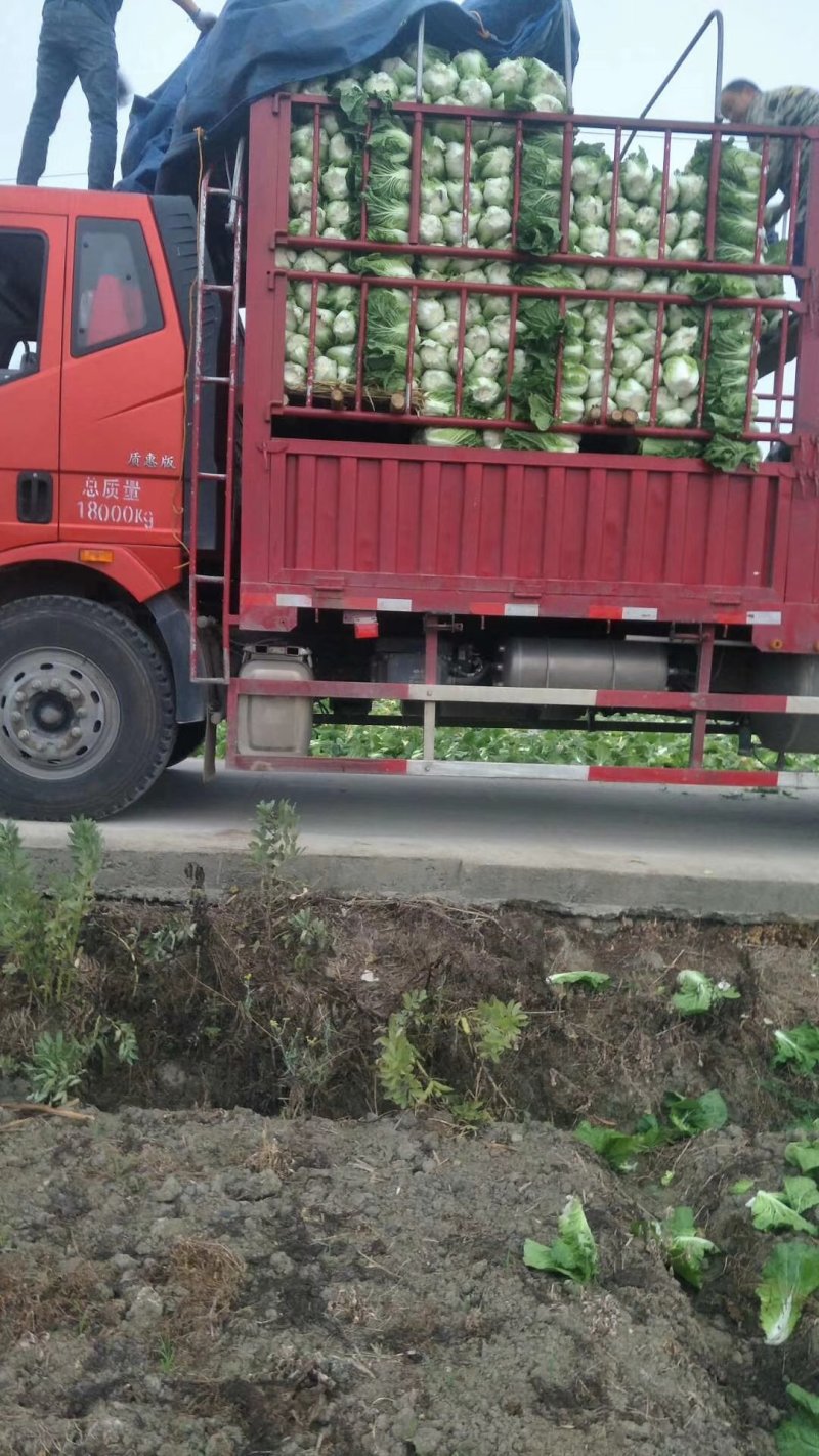 河北定州黄心白菜大量上市