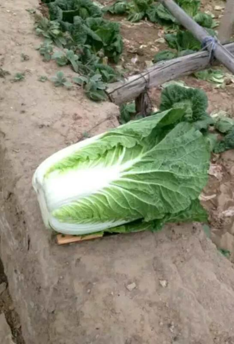河北定州黄心白菜大量上市