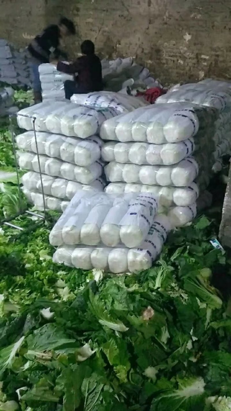 河北定州黄心白菜大量上市
