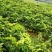 芳姐种植基地直供:黄皮实生苗，小奶苗，嫁接苗或承接