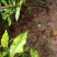 芳姐种植基地直供:黄皮实生苗，小奶苗，嫁接苗或承接