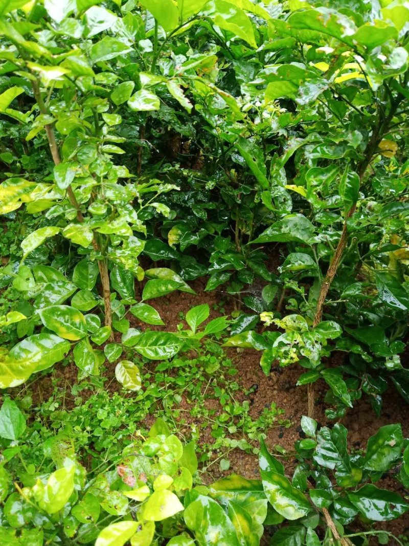芳姐种植基地直供:黄皮实生苗，小奶苗，嫁接苗或承接
