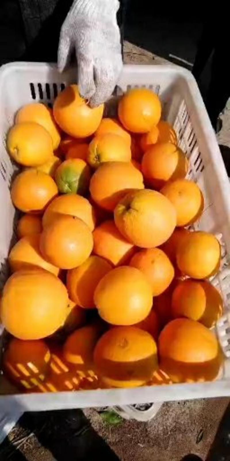 九月红脐橙，属早熟脐橙，汁足皮薄，入口无籽无渣，果肉细嫩