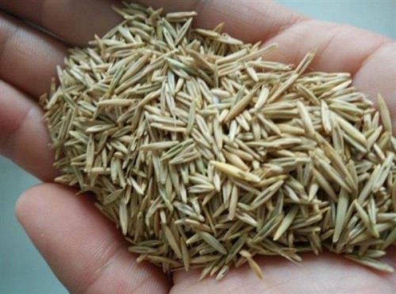 黑麦草种子牧草种子量大批发（可线上交易）