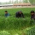 黑麦草种子牧草种子量大批发（可线上交易）