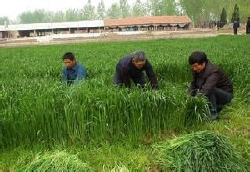 黑麦草种子牧草种子量大批发（可线上交易）