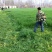 黑麦草种子牧草种子量大批发（可线上交易）