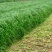 黑麦草种子牧草种子量大批发（可线上交易）
