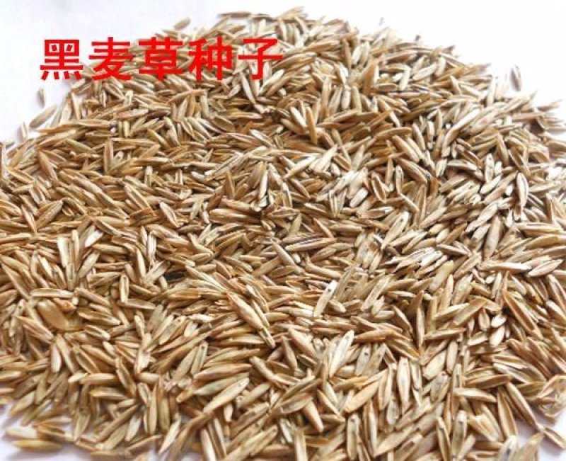黑麦草种子牧草种子量大批发（可线上交易）